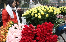 Thương lái Trung Quốc mua hồng Đà Lạt cho ngày Valentine